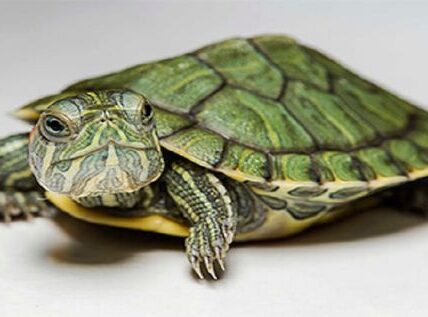 Kura-Kura Box Turtle