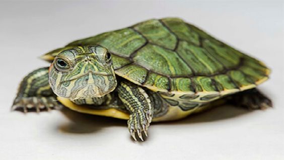 Kura-Kura Box Turtle