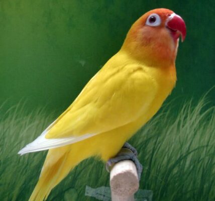 Burung Lovebird Ceria