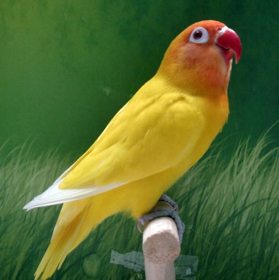 Burung Lovebird Ceria