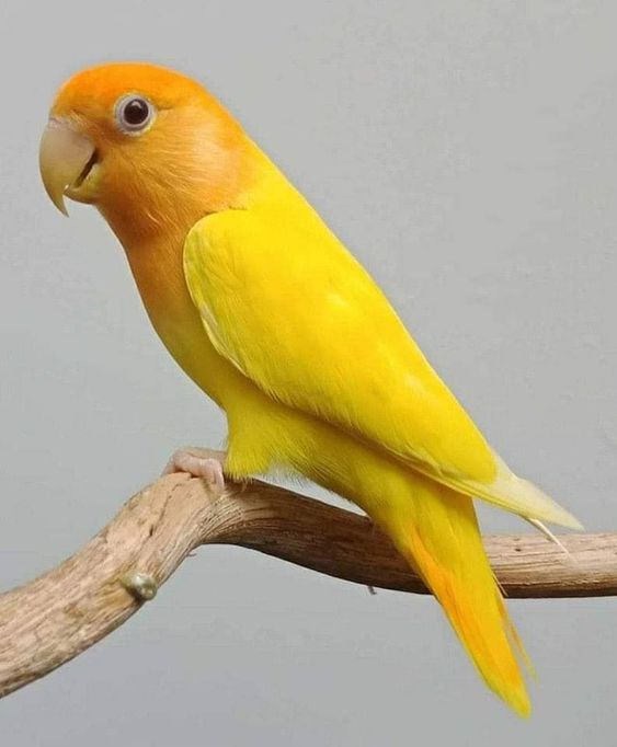 Burung Lovebird