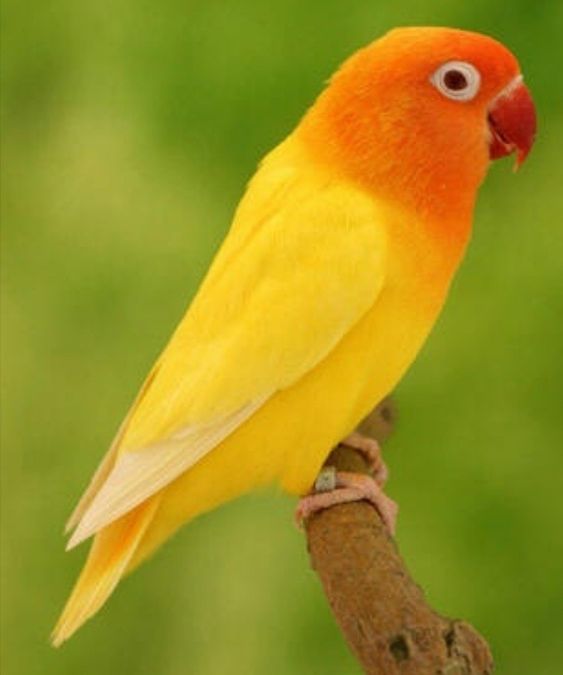 Burung