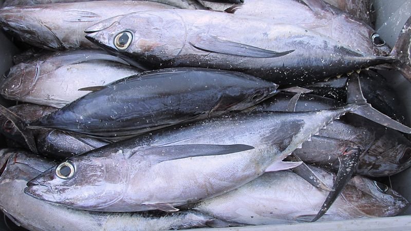 Albacore Tuna
