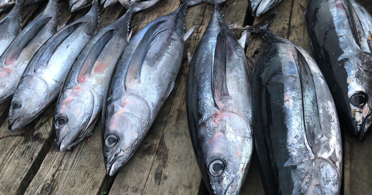 Albacore Tuna