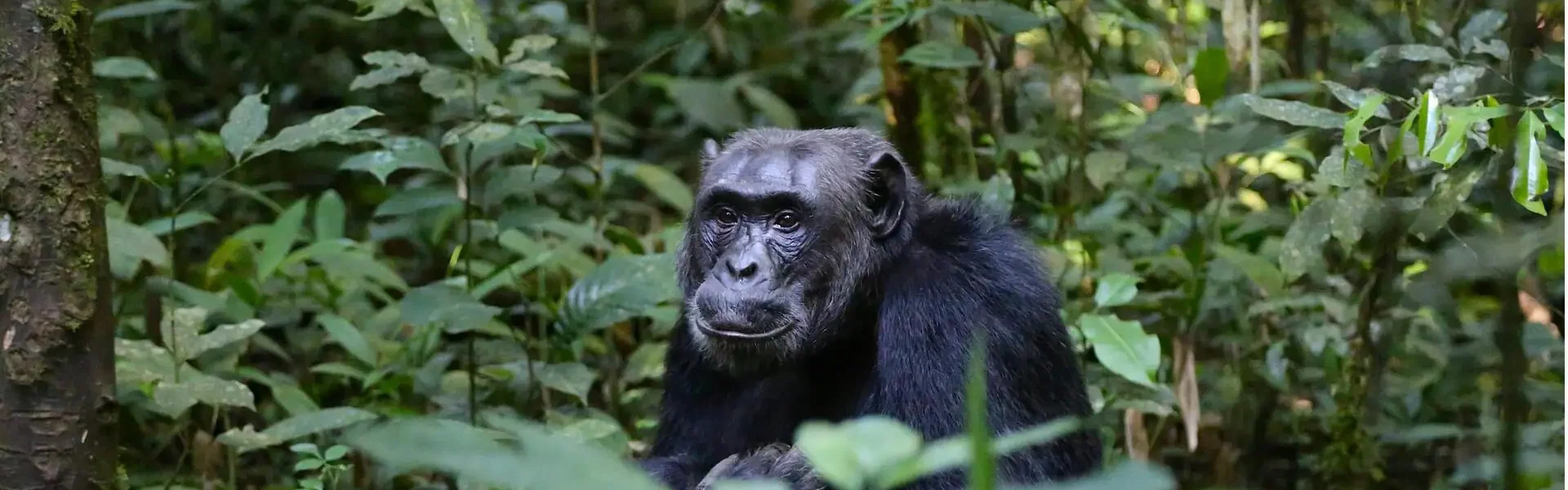 Pegunungan Rwenzori