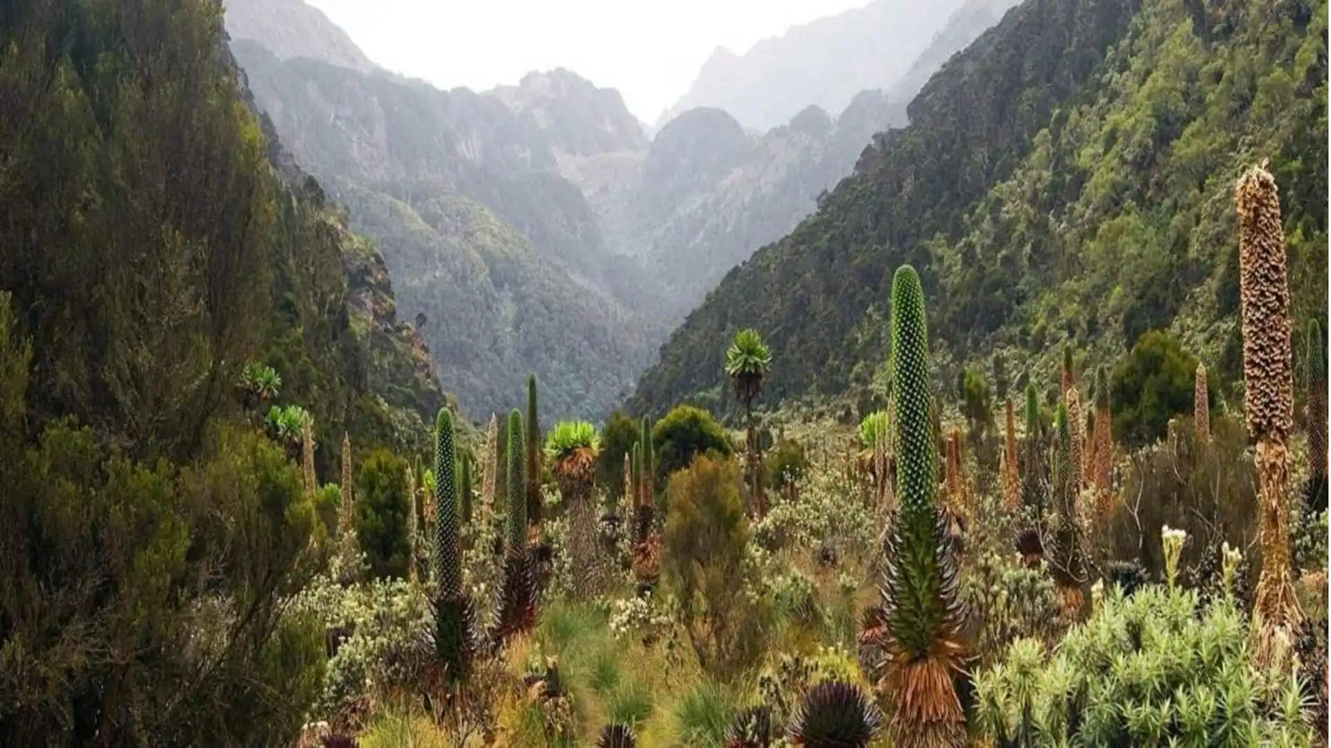 Pentingnya Konservasi di Pegunungan Rwenzori