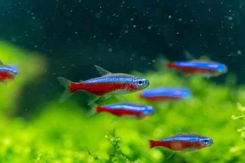 Neon Tetra Rentan Penyakit? Kenali Gejala dan Pencegahannya