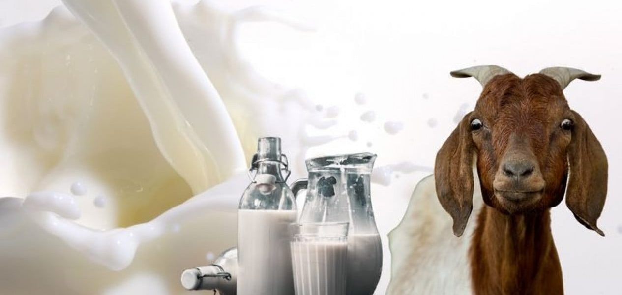 Susu Kambing