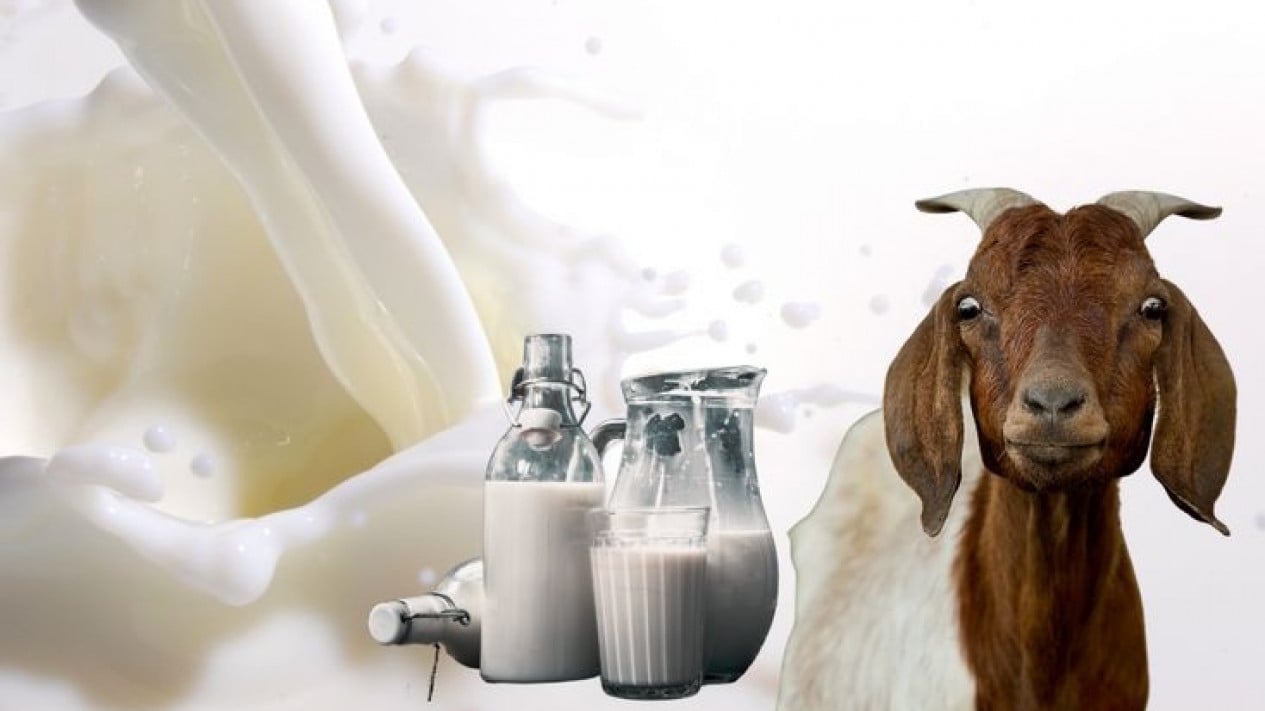 Susu Kambing