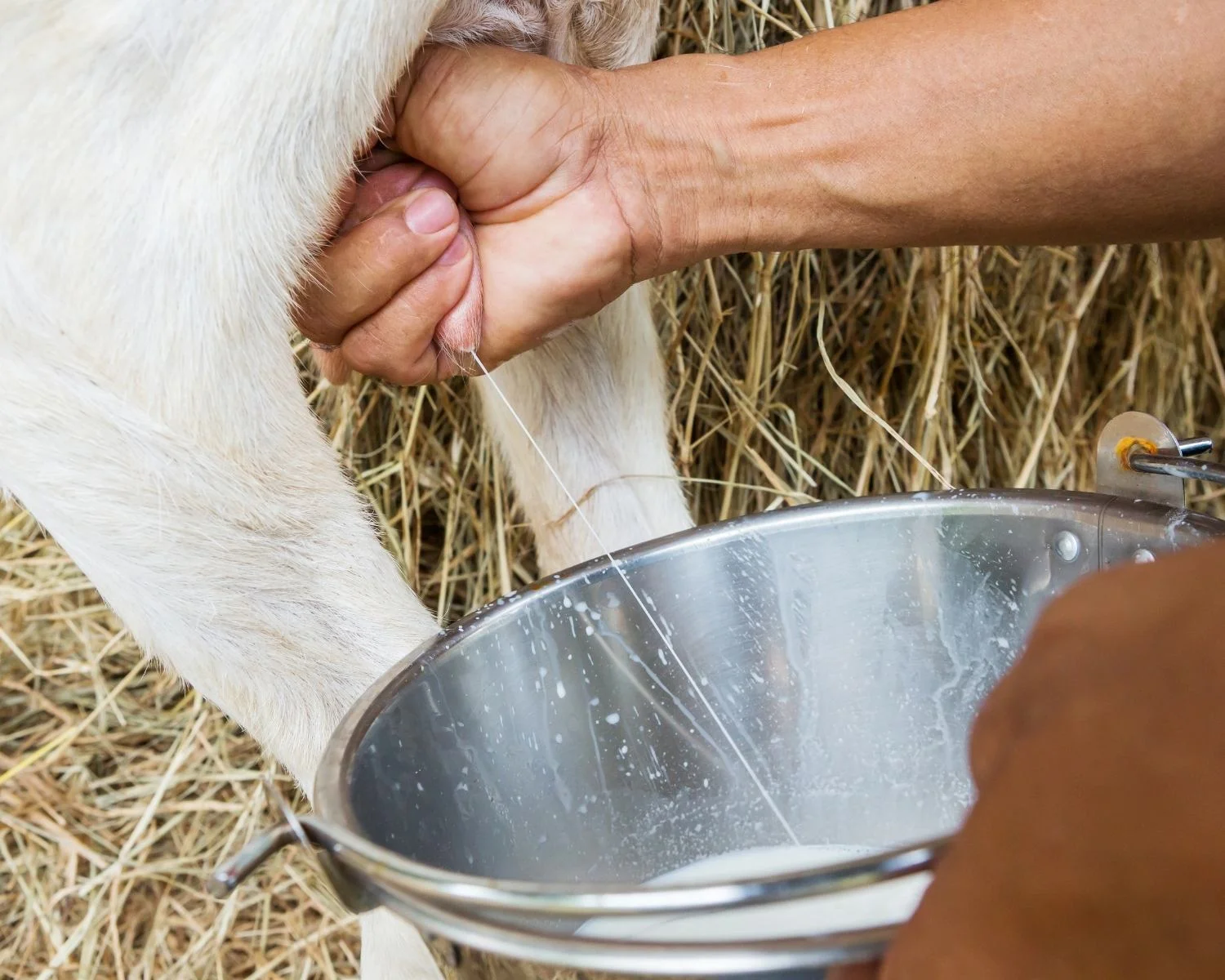 Susu Kambing