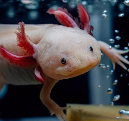 Axolotl