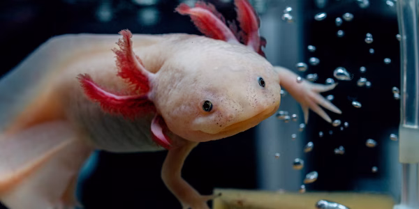 Axolotl