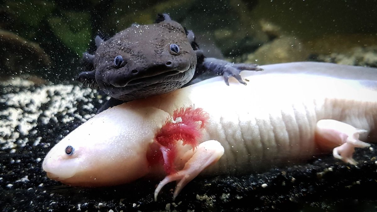Axolotl