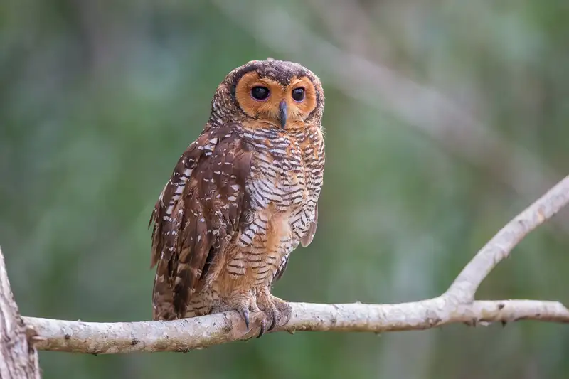 Burung Hantu