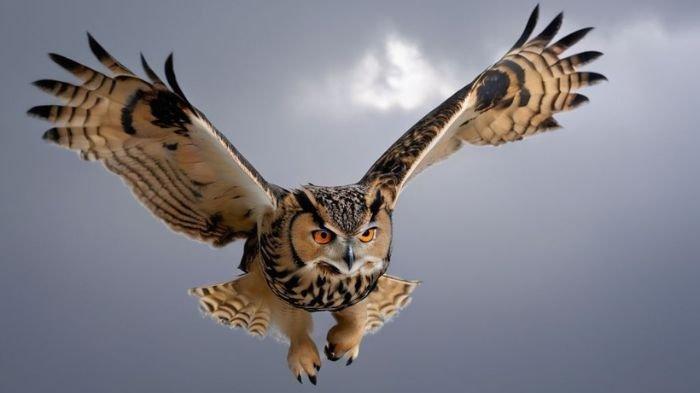 Burung Hantu