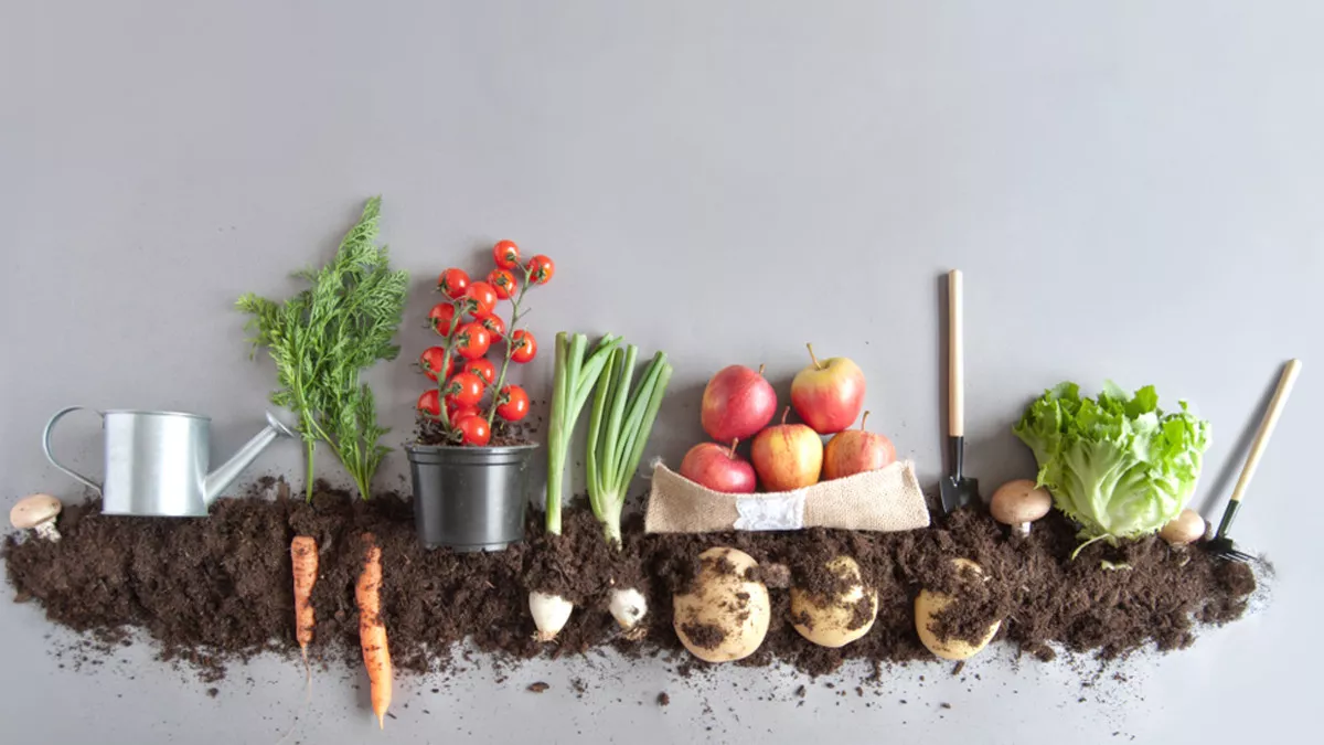 Mengapa Nutrisi Makanan Organik Perlu Dijaga