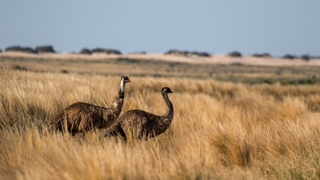Sejarah Kelam Perang Emu dan Ketahanan Spesies