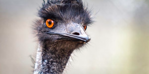 burung emu