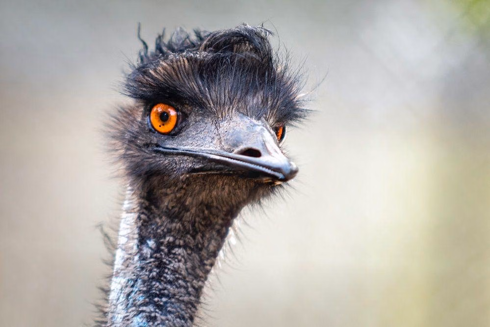 burung emu