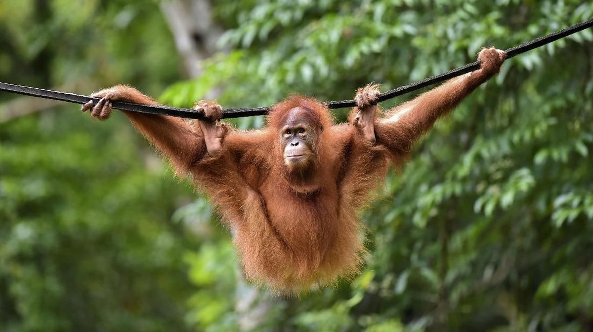 Habitat Orang Utan Kalimantan