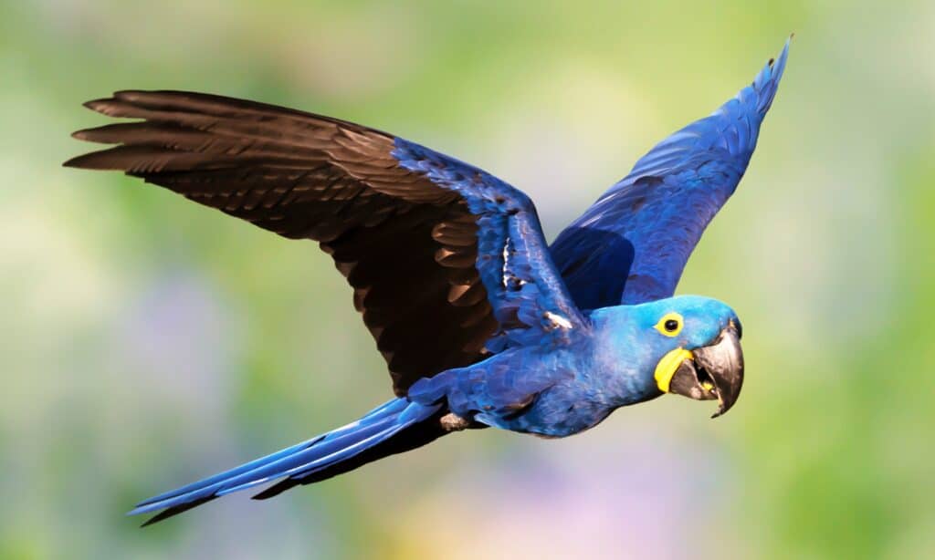 Mengenal Makaw Hyacinth, Burung Paruh Bengkok Terbesar