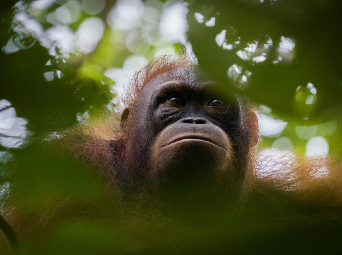 Mengenal Orang Utan Kalimantan Lebih Dekat