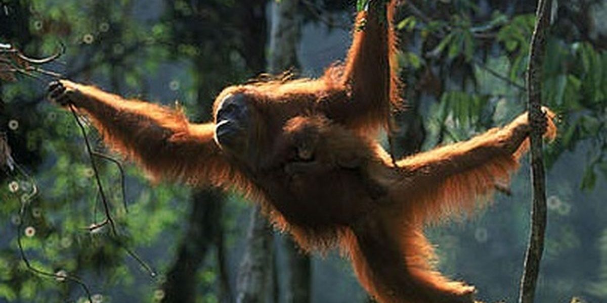 Orang Utan Kalimantan
