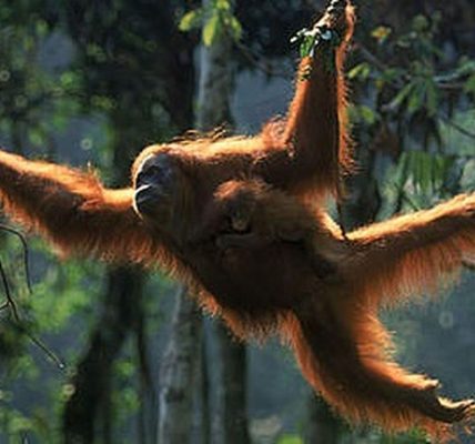 Orang Utan Kalimantan