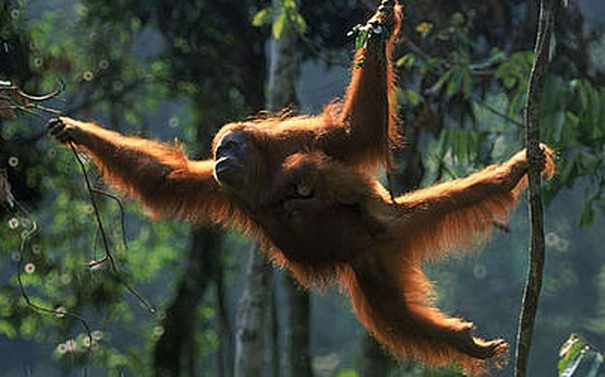 Orang Utan Kalimantan