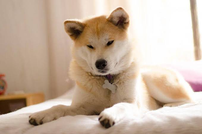 Memahami Karakter Akita Inu Sebelum perawatan Akita inu