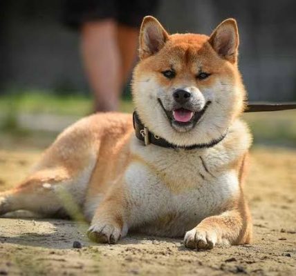 Perawatan Akita Inu