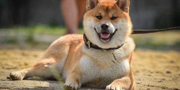 Perawatan Akita Inu