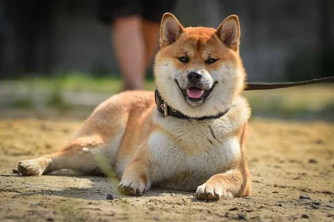 Perawatan Akita Inu